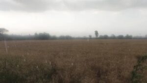 Punjab Weather: पंजाब में फिर बदला मौसम, आज और कल आंधी के साथ होगी बारिश; ओलावृष्टि का ऑरेंज अलर्ट